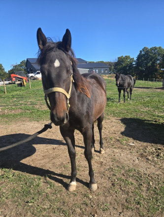 HorseID: 2320857 TACE OF SPICYCORONA - PhotoID: 1108386