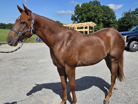 HorseID: 2320859 HOT WIRED CORONA - PhotoID: 1108387