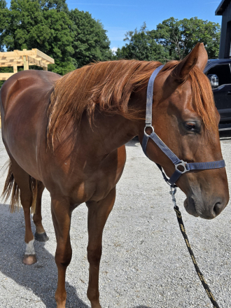 HorseID: 2320859 HOT WIRED CORONA - PhotoID: 1108388