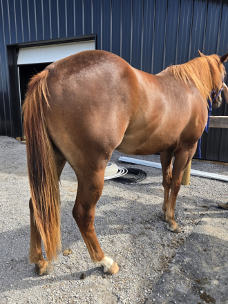 HorseID: 2320859 HOT WIRED CORONA - PhotoID: 1108389
