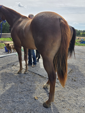 HorseID: 2320859 HOT WIRED CORONA - PhotoID: 1108390