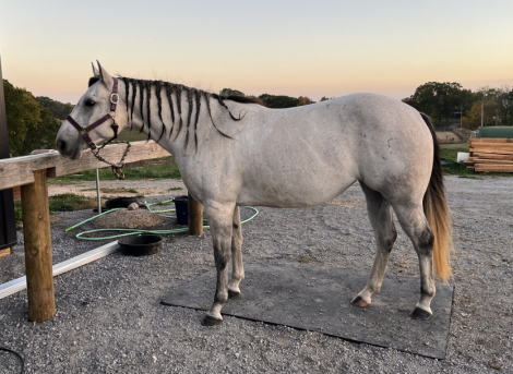 HorseID: 2320860 Dusty Little Gun JF - PhotoID: 1108391
