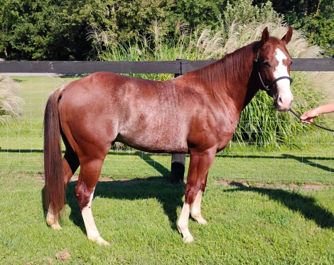 HorseID: 2320861 PRETTY BOY MOJO - PhotoID: 1108392