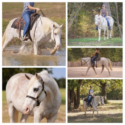 HorseID: 2320863 Fabio - PhotoID: 1108394