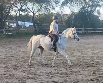 HorseID: 2320865 Cisco Kid - PhotoID: 1108396