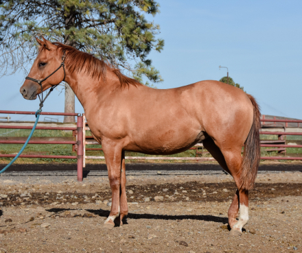 HorseID: 2320868 PF SIERRAS SADIE - PhotoID: 1108397