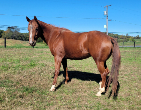 HorseID: 2320870 Queenanns - PhotoID: 1108398