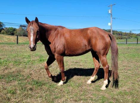 HorseID: 2320870 Queenanns - PhotoID: 1108401
