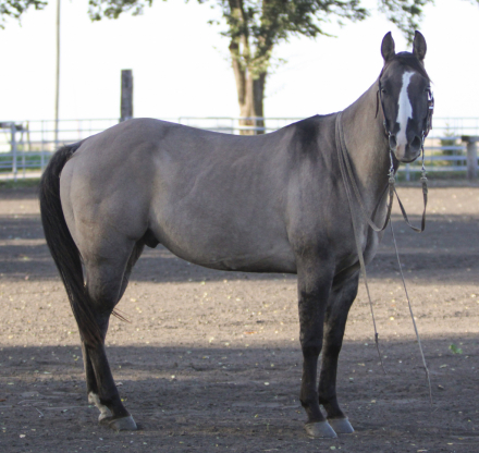 HorseID: 2320878 JRG DOC MUSIC BREEZ - PhotoID: 1108403