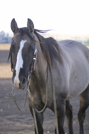 HorseID: 2320878 JRG DOC MUSIC BREEZ - PhotoID: 1108404
