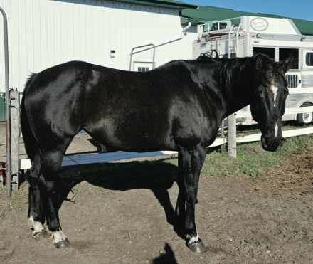 HorseID: 2320899 Featured Goldmine - PhotoID: 1108412