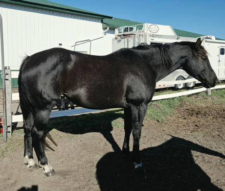 HorseID: 2320899 Featured Goldmine - PhotoID: 1108413