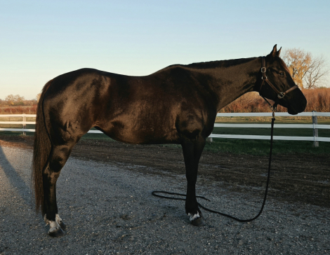 HorseID: 2320899 Featured Goldmine - PhotoID: 1108414
