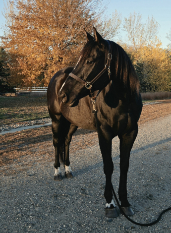 HorseID: 2320899 Featured Goldmine - PhotoID: 1108595