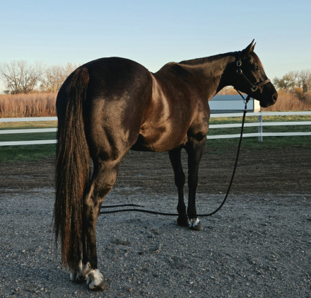 HorseID: 2320899 Featured Goldmine - PhotoID: 1108596