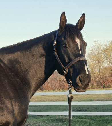 HorseID: 2320899 Featured Goldmine - PhotoID: 1108597