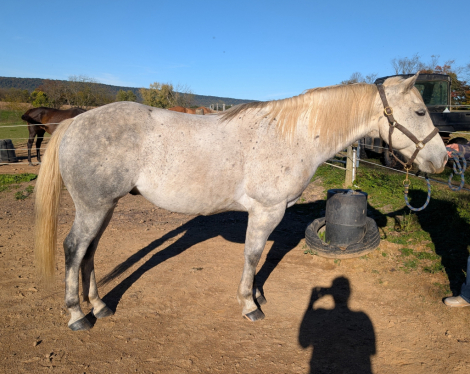 HorseID: 2320902 Charlie - PhotoID: 1108415