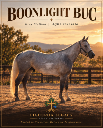 HorseID: 2320903 Boonlight Buc - PhotoID: 1108416