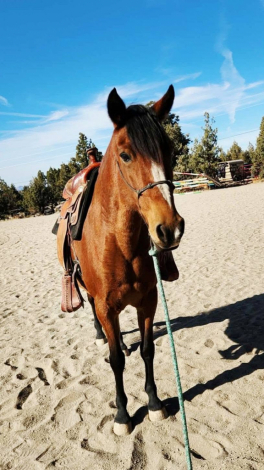 HorseID: 2320905 Royalty's Greeting Ginger - PhotoID: 1108419