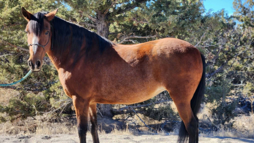 HorseID: 2320905 Royalty's Greeting Ginger - PhotoID: 1108420