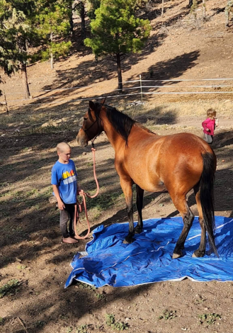 HorseID: 2320905 Royalty's Greeting Ginger - PhotoID: 1108421