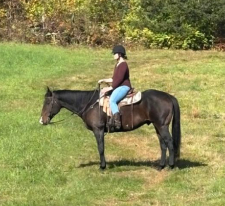 HorseID: 2320907 Tank - PhotoID: 1108423