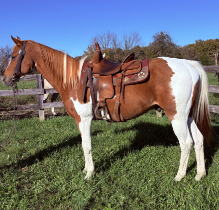 HorseID: 2320909 Wrangler - PhotoID: 1108424