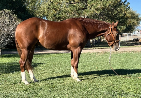 HorseID: 2320965 IveAlwaysBeenCrazy - PhotoID: 1108425