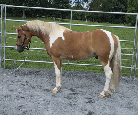 HorseID: 2321028 Smokey - PhotoID: 1108554