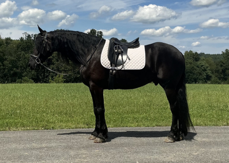 HorseID: 2321035 Fusion - PhotoID: 1108558