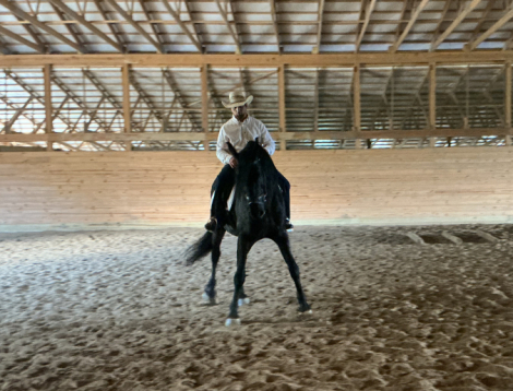 HorseID: 2321035 Fusion - PhotoID: 1108559