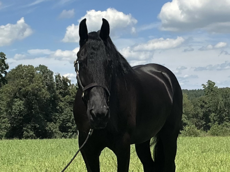 HorseID: 2321035 Fusion - PhotoID: 1108560