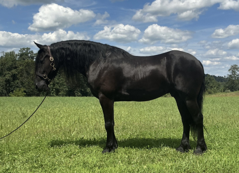 HorseID: 2321035 Fusion - PhotoID: 1108561