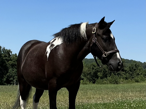 HorseID: 2321037 Stetson - PhotoID: 1108562