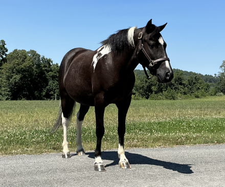 HorseID: 2321037 Stetson - PhotoID: 1108563