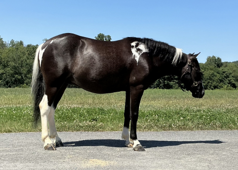 HorseID: 2321037 Stetson - PhotoID: 1108564