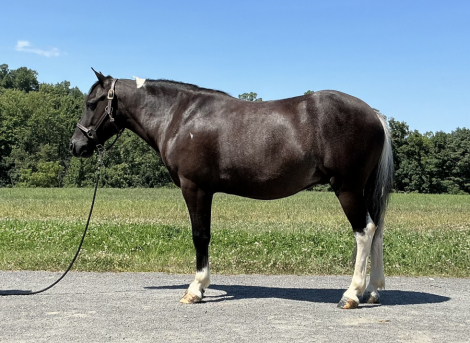 HorseID: 2321037 Stetson - PhotoID: 1108565