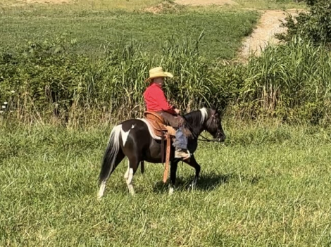 HorseID: 2321037 Stetson - PhotoID: 1108566