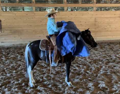 HorseID: 2321037 Stetson - PhotoID: 1108567