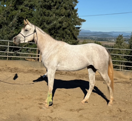 HorseID: 2321039 ASEEL ALJASSIMYA - PhotoID: 1108571