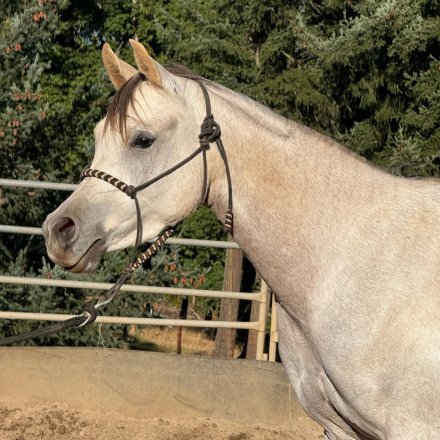 HorseID: 2321039 ASEEL ALJASSIMYA - PhotoID: 1108572