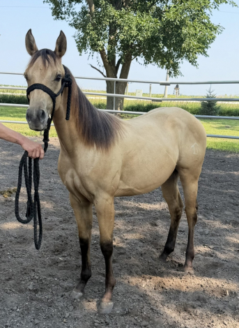 HorseID: 2321054 CEQ GRACE BLAKBURN - PhotoID: 1108584