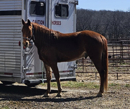 HorseID: 2321062 Royal Maximus - PhotoID: 1108797