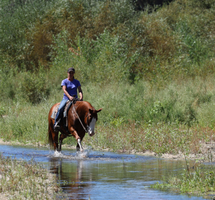 HorseID: 2321066 Pour Me A Pendelton - PhotoID: 1108594
