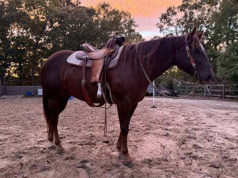 HorseID: 2321067 DHS Alabama Chloe - PhotoID: 1108599