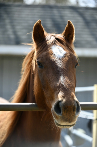 HorseID: 2321067 DHS Alabama Chloe - PhotoID: 1108600
