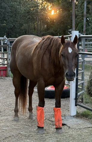 HorseID: 2321067 DHS Alabama Chloe - PhotoID: 1108601