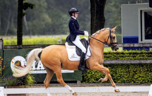 HorseID: 2321080 Schermeer’s Hof Cinderella - PhotoID: 1108607