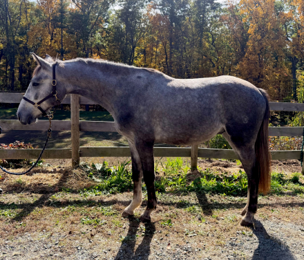 HorseID: 2321081 Skittles PAF - PhotoID: 1108608
