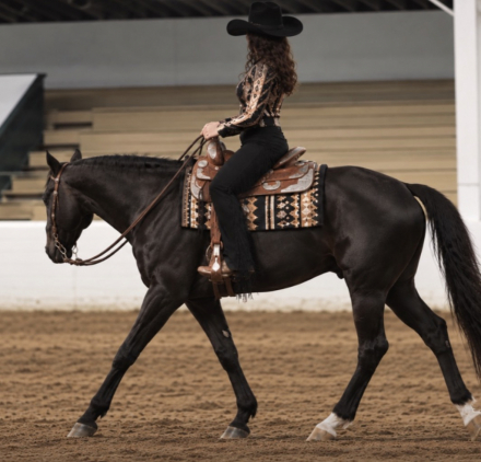 HorseID: 2321089 Showboat gambler - PhotoID: 1108617